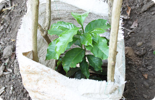 コーヒーの植樹